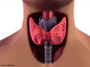 Glndula localizada na parte anterior do pescoo e produz os hormnios T3 (tiiodotironina) e T4 (tiroxina) que atuam em todo o nosso organismo, regulando o crescimento, digesto e o metabolismo. <br/><br/> Palavras-chave: Corpo Humano, Sistema Endcrino, Hormnios , T3, T4, Crescimento, Digesto, Metabolismo 