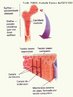 Os ossos apresentam regies distintas: epfise, localizada na extremidade do osso, e difise, formando o corpo do osso. Possuem canais por onde passam vasos sanguneos, ditos canais de Havers e, no interior de alguns ossos h uma cavidade onde se localiza a medula ssea. <br/><br/> Palavras-chave:  