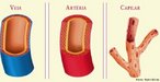 So rgos em forma de tubos que transportam sangue do corao em direo aos tecidos do corpo e de volta ao corao. A parede dos vasos (artrias, veias e capilares)  formada por camadas de clulas e matriz intracelular, apresentando caractersticas particulares em funo da resistncia e esforo sobre a superfcie de suas estruturas. <br/><br/> Palavras-chave: sistema circulatrio, artrias, veias, capilares, sangue, transporte de substncias.  