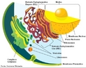 Esquematiza uma clula eucarionte animal indicando suas estruturas. <br/><br/> Palavras-chave: Citologia, morfologia celular, eucariontes, clula animal. 