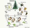 Plantas superiores com ausncia de frutos. Apresentam sementes comestveis. <br/><br/> Palavras-chave: Pinheiros. Pinho. Pinha. Esporfito. Estrbilos. Cones.  