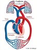 Sistema responsvel pelo transporte de nutrientes e gases s clulas do corpo humano. Constitudo por vasos sanguneos (artrias, veias e capilares), sangue e corao. <br/><br/> Palavras-chave: sistema circulatrio, sangue, artrias, veias capilares, corao, pulmes, clulas, nutrientes, gases. 