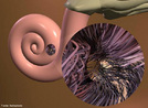 Cóclea ou caracol é a porção do ouvido interno dos mamíferos onde se encontra o órgão de Corti, que contém os terminais nervosos responsáveis pela audição. <br/><br/> Palavras-chave: Corpo Humano, Aparelho Auditivo, Audição, Mamíferos, Órgão, Caracol, Cóclea 