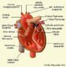  um rgo muscular oco que se localiza no meio do peito, sob o osso esterno, ligeiramente deslocado para a esquerda. Em uma pessoa adulta, tem o tamanho aproximado de um punho fechado e pesa cerca de 400 gramas. <br/><br/> Palavras-chave: cardaco, miocrdio, involuntrio, vlvulas, trios, ventrculos.  