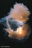 Fase de diferenciação orgânica, da segunda à sétima semana depois da fecundação, etapa conhecida como período embrionário. <br/><br/> Palavras-chave: Reprodução, Sexualidade, Comportamento, Sociologia, Filosofia, Embrionário 