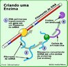 Substncia orgnica presente nos seres vivos responsvel pela acelerao da velocidade das reaes qumicas. <br/><br/> Palavras-chave: Protenas. Especficas. RNA. Aminocidos. Catalisadores. Peptdeos.  