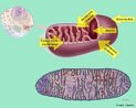 Cada mitocndria  composta por duas membranas (externa e interna), separadas por um espao intermembranar. A membrana interna emite numerosas cristas para o interior da organela, aumentando substancialmente a sua superfcie, e,  preenchida pela matriz mitocondrial, na qual, esto dissolvidas as cadeias de DNA, ribossomos e pequenos grnulos, alm de todas as enzimas necessrias para o processo de respirao aerbica. <br/><br/> Palavras-chave: 