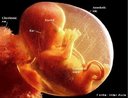 Etapa do desenvolvimento embrionário. No 4º mês de gestação o feto continua crescendo. A mãe começa a sentir o bebê se movimentando. <br/><br/> Palavras-chave: Embriologia, gestação, embrião, desenvolvimento. 