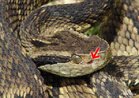 rgo sensorial termorreceptor, presente nas cobras peonhentas. Permite a percepo das diferenas de temperatura no ambiente.  um orifcio entre o olho e a narina da serpente. <br/><br/> Palavras-chave: Rpteis. Cobras. Ofdios. Peonhentos. rgo. Sensorial. 