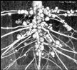 Associao de bactrias as razes de plantas leguminosas. Essas bactrias so capazes de absorver o nitrognio do solo e convert-lo em compostos assimilveis pelo vegetal, recebendo em troca, acares e outros nutrientes orgnicos. <br/><br/> Palavras-chave: fixadoras, Rhizobium, filamentos de infeco, relao ecolgica. 