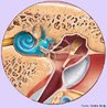 A orelha é o órgão sensorial responsável pela audição e pelo equilíbrio do corpo. A orelha média começa na membrana timpânica no osso temporal e apresenta três ossículos articulados entre si, cujos nomes descrevem sua forma: martelo, bigorna e estribo. <br/><br/> Palavras-chave: Sistema sensorial, orelhas, audição, equilíbrio, janela oval, tuba auditiva, janela redonda, rinofaringe. 