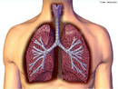 Órgãos do sistema respiratório responsáveis pelas trocas gasosas entre o ambiente e o sangue. <br/><br/> Palavras-chave: Corpo Humano, Sistema Respiratório, Pulmão, Trocas gasosas, Ambiente, Sangue  