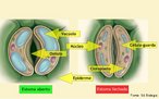 Os estômatos, células presentes nos cloroplastos e ricas em pigmentos fotossintetizantes, apresentam uma abertura dita ostíolo, por onde ocorre as trocas gasosas entre a planta e o meio externo. <br/><br/> Palavras-chave: Fisiologia vegetal, célula-guarda, epiderme, folhas, cloroplastos, estômatos, fotossíntese, transpiração, respiração. 
