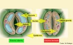 Os estmatos, clulas presentes nos cloroplastos e ricas em pigmentos fotossintetizantes, apresentam uma abertura dita ostolo, por onde ocorre as trocas gasosas entre a planta e o meio externo. <br/><br/> Palavras-chave: Fisiologia vegetal, clula-guarda, epiderme, folhas, cloroplastos, estmatos, fotossntese, transpirao, respirao. 