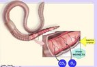 Na respirao cutnea, a troca de gases  feita diretamente entre a superfcie do corpo e o meio externo por diferena de concentrao entre os dois meios. O ambiente mido  fundamental para a respirao cutnea ocorrer, uma vez que a superfcie do corpo deve estar sistema respiratrio, oligochaetas, aneldeos, pele.umedecida para permitir a difuso dos gases. <br/><br/> Palavras-chave: sistema respiratrio, oligochaetas, aneldeos, pele. 