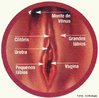 Parte externa do aparelho reprodutor feminino, formada grandes e pequenos lábios, clitóris, orifício uretral, orifício vaginal, glândulas de Bartholin e monte de Vênus. <br/><br/> Palavras-chave: Sistema. Reprodutor. Copulação. Secreção. Estimulação. Estruturas.  