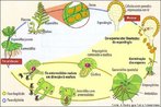 Plantas vasculares dependentes da gua para fecundao. Apresenta alternncia de geraes. <br/><br/> Palavras-chave: Esporfito. Samambaias. Soros. Prtalo. Arquegnio. Haplide. Diplide. 