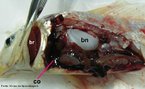 Apresenta 2 cavidades: um trio e um ventrculo. A circulao  fechada, simples e completa. <br/><br/> Palavras-chave: artrias, veias, aorta, sangue venoso, sangue arterial. 