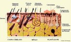 A pele  formado por duas camadas distintas, firmemente unidas entre si: a epiderme e a derme. Nas camadas inferiores da epiderme esto os melancitos, clulas que produzem melanina, e as glndulas anexas (sudorparas e sebceas). A derme  um tecido conjuntivo que contm fibras proticas, vasos sangneos, terminaes nervosas, rgos sensoriais e glndulas. <br/><br/> Palavras-chave:  