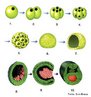 Aps a fecundao o zigoto sofre sucessivas divises mitticas, originando a mrula. Posteriormente surge o blastocisto que se implanta no endomtrio (parede do tero). Aps novas divises mitticas a blstula transforma-se em gstrula que originar os folhetos embrionrios (ectoderme, mesoderme e endoderme). No final desta etapa, a gstrula  substituda pela nurula iniciando a formao do sistema neural. <br/><br/> Palavras-chave: Folhetos. Embrionrios. Anexos. Organognese. Embriologia. Blstula. Mrula. Gstrula. Nurula. 