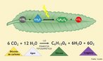 A fotossntese corresponde ao processo atravs do qual as plantas convertem a energia da luz em energia qumica, transformando o dixido de carbono (CO2), a gua (H2O) e sais minerais (retirados do solo atravs da raiz da planta), em compostos orgnicos (glicose) e gs oxignio (O2). Atravs da fotossntese as plantas produzem o prprio alimento (seres auttrofos). <br/><br/> Palavras-chave: alimentao, pigmentos fotossintetizantes, glicose, folha, clorofila, cloroplastos. 