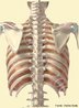 O osso escápula é um osso grande, chato e com formato triangular. Localiza-se na porção postero-superior (costas) do tórax, ligado a clavícula formando a cintura escapular, que permite a união de cada membro superior ao tronco. <br/><br/> Palavras-chave: anatomia, sistema ósseo, tórax, omoplata. 