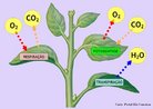 Parte da Botnica que estuda os processos e funes do vegetal, bem como, as respostas das plantas s variaes do meio ambiente. <br/><br/> Palavras-chave: mecanismos fisiolgicos, fotossntese, respirao, transpirao, gutao, absoro, conduo de gua e nutrientes, germinao, florao 