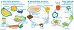 Corresponde ao nvel de glicose no sangue. A glicose  produzida no organismo humano, a partir da degradao de carboidratos presentes nos alimentos ingeridos e,  utilizada pelo organismo para gerao de energia. <br/><br/> Palavras-chave: acares, insulina, ndice glicmico, alimentos, carga glicmica. 