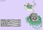 Conjunto de vesículas e canalículos delimitados por membranas e envolvidos na síntese e transporte de várias substâncias. Podem conter ou não, ribossomos associados à sua membrana. <br/><br/> Palavras-chave: Citologia, rugoso, liso, citosol, proteínas, lipídeos, polirribossomos. 