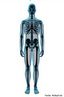 Ilustra a disposição do Sistema Esquelético. <br/><br/> Palavras-chave: corpo humano, sistema esquelético, ossos, articulações. 