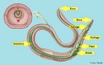 Apresenta-se completo, iniciando na boca e terminando em nus. Na sua poro anterior, h uma grande cmara, o papo, e, em seguida, uma moela, que tritura o alimento. Segue-se um longo intestino, at o nus, no ltimo segmento. <br/><br/> Palavras-chave: digesto, aneldeos, invertebrados. 