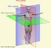 Diviso imaginria do corpo de um animal em duas metades iguais. Permite a definio de um eixo corporal na direo do movimento, o que favorece a formao de um sistema nervoso central. <br/><br/> Palavras-chave: 