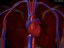 Responsvel pela conduo, distribuio e remoo das mais diversas substncias dos e para os tecidos do corpo. <br/><br/> Palavras-chave: corpo humano, sistema circulatrio, distribuio, tecidos, corpo, substncias. 