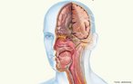 Na cabeça estão situados estruturas importantes do corpo humano, como: os órgãos dos sentidos: audição, olfato, visão e paladar; o cerebelo, as meninges, o bulbo raquidiano e outras, que se encontram protegidas pela caixa craniana. <br/><br/> Palavras-chave: sistema nervoso, cavidade nasal, boca, dentes, língua, aparelho auditivo, globo ocular, nervos, ossos, crânio.