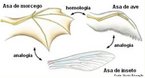 So aqueles que desempenham a mesma funo em certas espcies, apesar de terem origens embrionrias diferentes. Utilizados como evidncias para o processo de evoluo das espcies. <br/><br/> Palavras-chave: Evoluo. Evidncias. Anatomia. Embriologia. Processo. Espcies. 