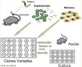 So protenas especficas, produzidas em laboratrio, para detectar ou combater antgenos (microorganismos que causam doenas) especficos do organismo. Podem ser usados em inmeros processos tecnolgicos como, por exemplo, vacinas, purificao de antgenos, terapia anti-cncer, artrites reumatides e como componentes em kits para diagnstico de inmeras doenas. <br/><br/> Palavras-chave: Anticorpos. Monoclonais. Defesa. Protenas. Microorganismos. Antgenos. Biotecnologia. 