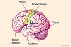 Considerado a rea olfatria primria do crebro e o local de elaborao das impresses olfativas transmitidas pelo nervo correspondente.  <br/><br/> Palavras-chave: olfato, rgos dos sentidos, cheiro, clulas receptoras, glomrulos. 