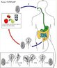 Doena causada pelo protozorio Giardia lamblia, na espcie humana, atravs de alimentos e gua contaminados por cistos.<br /> <br /> Palavra-chave: Microorganismo. Patologia. Giardase. Giardia. Protozorio. Trofozoto. Cistos. Reinfestao.