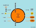 Etapa do processo de respirao aerbica, caracteriza-se por intensas reaes qumicas, como: formao da molcula de cido pirvico, formao do citrato, formao do isocitrato, oxidao do alfa entre outras. O ciclo recebeu este nome em uma homenagem ao bioqumico Hans Krebs, em 1938, que desvendou a reao e, como consequncia disso, recebeu o Prmio Nobel de Fisiologia em 1953. <br/><br/> Palavras-chave: respirao celular, mitocndrias, acetilcoenzima A, cido pirvico. 