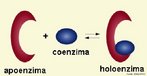 Pequenos cofatores de estrutura molecular orgnica, que se caracterizam por se ligarem fraca e no permanentemente s enzimas.  <br/><br/> Palavras-chave: protenas, enzimas, apoenzima, holoenzima. 