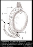 Estrutura do aparelho genital masculino que tem por funo coletar e armazenar os espermatozides produzidos pelos testculos. <br/><br/> Palavras-chave: genital, masculino, coletar, armazenar, espermatozides, testculos, mecanismo biolgico, Biologia. 
