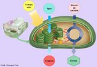 Processo pelo qual as plantas sintetizam compostos orgnicos, em especial a glicose, a partir da presena de luz, gua e gs carbnico. Durante o processo, os seres fotossintetizantes, liberam oxignio para a atmosfera. <br/><br/> Palavras-chave: Fisiologia vegetal, sntese pela luz, cloroplastos, clorofilas, folhas.  