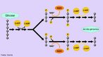 Primeira etapa do processo de respiração celular. Corresponde a um processo metabólico da molécula de glicose onde ocorre uma sequência de reações enzimáticas, com gasto e produção de ATP, além da formação do ácido pirúvico. <br/><br/> Palavras-chave: Citologia, respiração celular, mitocôndrias, adenosina trifosfato. 