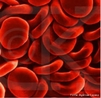Eritrócitos, hemáceas, células vermelhas ou glóbulos vermelhos, são células sem núcleo e é um dos elementos figurados do sangue. <br/><br/> Palavras-chave: eritrócitos, sangue, elementos figurados, seres vivos, Biologia, Ciências. 