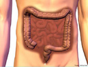 Parte final do tubo digestivo. <br/><br/> Palavras-chave: Corpo Humano, Sistema Digestório, Digestão 