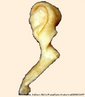 Ossículo presente no ouvido médio, é constituído por uma longa projeção, o manúbrio, que está inserido na membrana timpânica. No outro extremo, uma porção mais espessa, a cabeça, articula-se com o corpo da bigorna. <br/><br/> Palavras-chave: audição, órgãos do sentidos, ouvido, ossículo. 