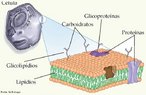 Membrana que delimita a clula, separando o meio intracelular do extracelular.  responsvel pelo controle da sada e entrada de substncias da clula.  formada por duas camadas lipdicas fluidas e contnuas onde esto inseridas molculas proticas, receptores especficos, que confere o modelo mosaico fluido. <br/><br/> Palavras-chave: Plasmalema. Plasmtica. Permeabilidade. Seletiva. Protenas. Lipdios. Mosaico. Fluido.  