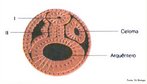 Fase em que se inicia a formao do sistema nervoso, assim como de outras estruturas importantes para a sustentao do embrio. Ocorre a formao da notocorda (que originar a coluna vertebral), do celoma (cavidade que abrigar os rgos internos) e o arquntero (que originar o intestino). <br/><br/> Palavras-chave: Embriologia. Folhetos. Embrionrios. Nurula. Notocorda. Sistema. Nervoso.  