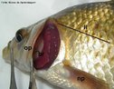 Estrutura presente nos peixes ósseos responsável pela proteção das brânquias. <br/><br/> Palavras-chave: actinopterígios, respiração, proteção. 
