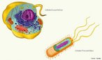 A clula  a unidade morfofisiolgica dos seres vivos. Dependendo do tipo de estrutura celular que apresentam, os seres vivos podem apresentar clula procaritica ou eucaritica. <br/><br/> Palavras-chave: Citologia, carioteca, eucariontes, procariontes, ncleo individualizado. 